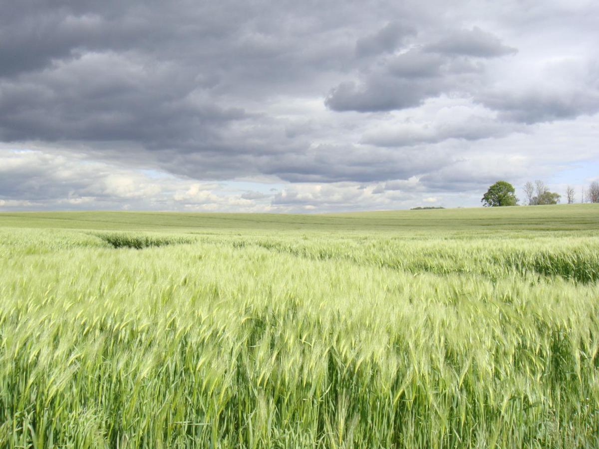 Kleine Auszeit - Natur Und Erholung In Mecklenburg Reimershagen Dış mekan fotoğraf