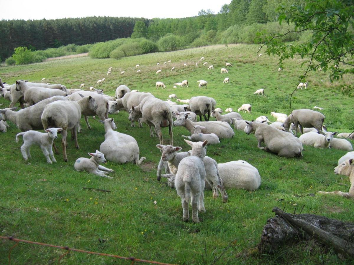 Kleine Auszeit - Natur Und Erholung In Mecklenburg Reimershagen Dış mekan fotoğraf