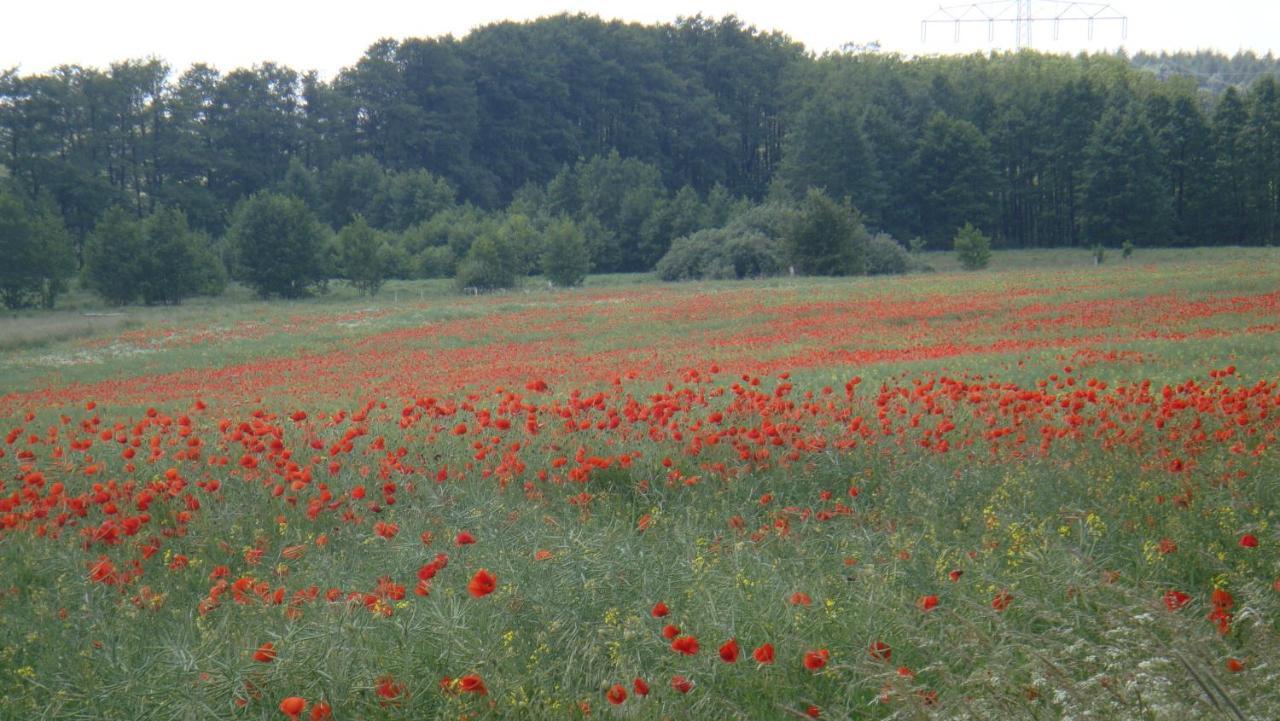 Kleine Auszeit - Natur Und Erholung In Mecklenburg Reimershagen Dış mekan fotoğraf
